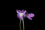 Viola odorata RCP3-09 190.jpg
